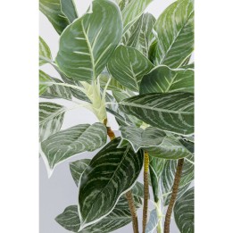 Plante décorative Calathea 140cm
