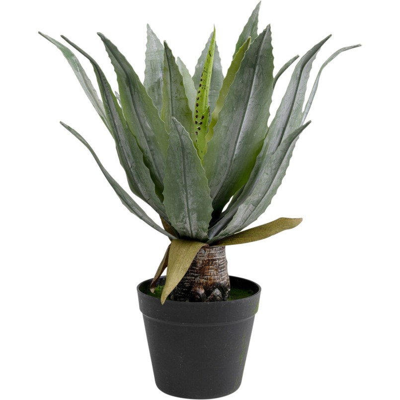 Plante décorative Agave 40cm