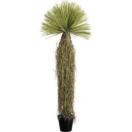 Plante décorative Yucca Rostrata 180cm