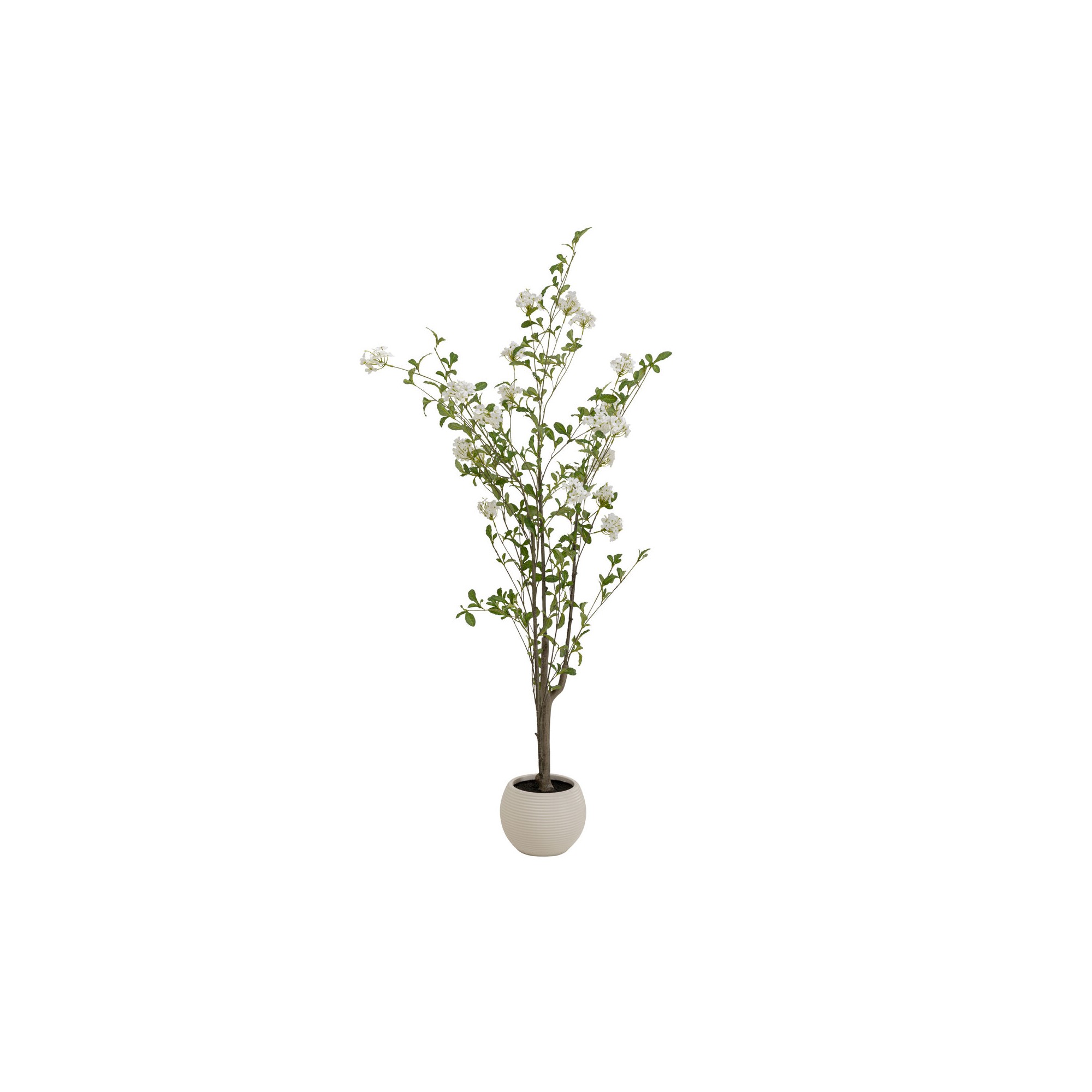 Deco plant Plumbago 152cm Kare Design