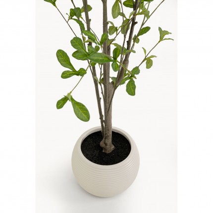 Decoratie plant Plumbago 152cm Kare Design