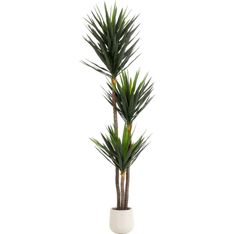 Plante décorative Yucca 250cm