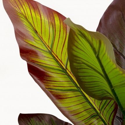Deco Plant Canna Lily 115cm Kare Design