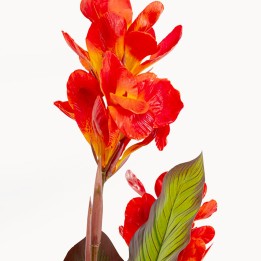 Plante décorative 165 cm - Canna Lily - Kare Design