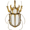 Wall Decoration Beetle Mirror Kare Design