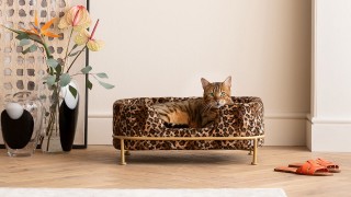 Bed voor dieren